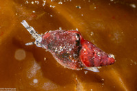 Alia carinata (Carinate Dovesnail)
