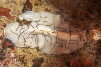 Eurylepta californica (Montgomery's Flatworm)