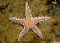 Astropecten armatus (Spiny Sand Star)