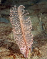 Virgularia sp.4 (Virgularia sp.4)