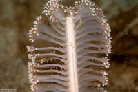 Virgularia sp.4 (Virgularia sp.4)