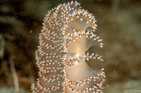 Virgularia sp.4 (Virgularia sp.4)