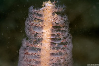 Stylatula elongata (White Sea Pen)
