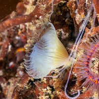 Myxicola sp.1 (Slime Fan Worm)