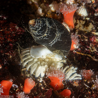 Atrimitra idae (Ida's Miter)