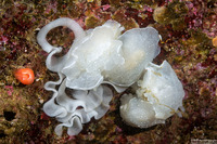 Berthella chacei (White Berthella)