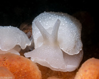 Berthella chacei (White Berthella)