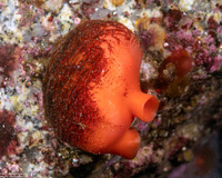 Cnemidocarpa finmarkiensis (Shiny Orange Sea Squirt)