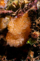 Oxylebius pictus (Painted Greenling)