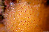 Oxylebius pictus (Painted Greenling)