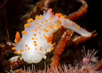 Triopha catalinae (Catalina Triopha)