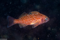 Sebastes mystinus (Blue Rockfish)