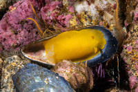 Doriopsilla fulva (White-Speckled Dorid)