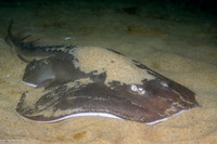 Platyrhinoidis triseriata (Thornback)