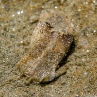 Haminoea vesicula (White Bubble Snail)