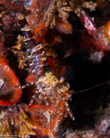 Heptacarpus palpator (Intertidal Coastal Shrimp)