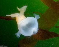 Melibe leonina (Lion's Mane Nudibranch)
