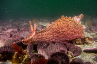 Aplysia californica (Brown Sea Hare)
