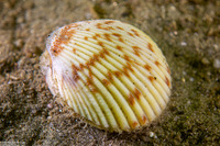 Clinocardium nuttallii (Heart Cockle)