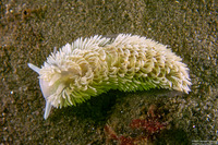 Aeolidia loui (Shag-Rug Aeolid)
