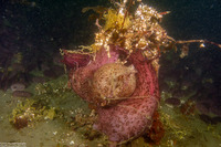 Aplysia californica (Brown Sea Hare)