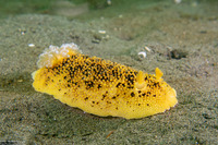 Peltodoris nobilis (Sea Lemon)