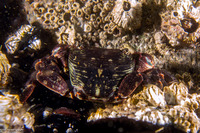 Pachygrapsus crassipes (Lined Shore Crab)