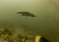 Tetronarce californica (Pacific Electric Ray)