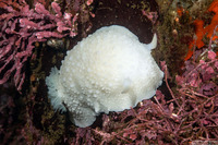 Doris odhneri (White Knight Dorid)