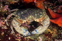Romaleon antennarium (Pacific Rock Crab)