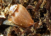 Californiconus californicus (California Cone Snail)