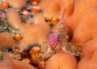 Orthonopias triacis (Snubnose Sculpin)