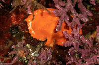 Cryptolithodes sitchensis (Umbrella Crab)