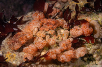 Synoicum parfustis (Synoicum Parfustis)