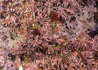 Calliarthron sp.1 (Articulated Coralline Algae)