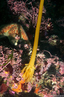 Nereocystis luetkeana (Bull Kelp)