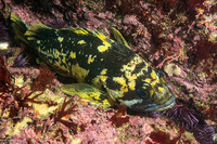 Sebastes chrysomelas (Black-and-Yellow Rockfish)