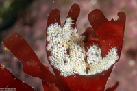 Amphissa versicolor (Variegate Amphissa)