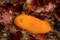 Rostanga pulchra (Red Sponge Dorid)
