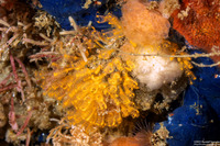 Pycnoclavella stanleyi (Pycnoclavella Stanleyi)