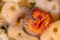 Bispira sp.1 (Bispira sp.1)