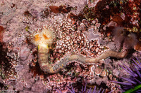Serpula columbiana (Serpulid Worm)