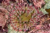 Urticina coriacea (Stubby Rose Anemone)