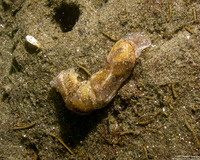 Haminoea vesicula (White Bubble Snail)