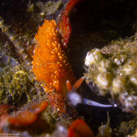 Anteaeolidiella oliviae (Olive's Aeolid)