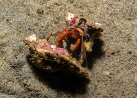 Pagurus beringanus (Bering Hermit Crab)