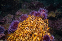 Strongylocentrotus purpuratus (Purple Sea Urchin)