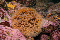 Clavelina huntsmani (Light Bulb Tunicate)