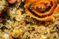 Granulina margaritula (Pear-Shaped Marginella)