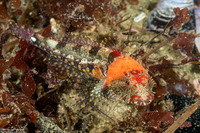 Artedius corallinus (Coralline Sculpin)